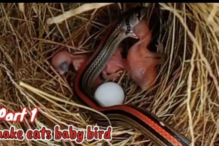 مستند حیات وحش؛ پیتون کثافت چشم مادر دور دید جوجه هارو چپاول کرد