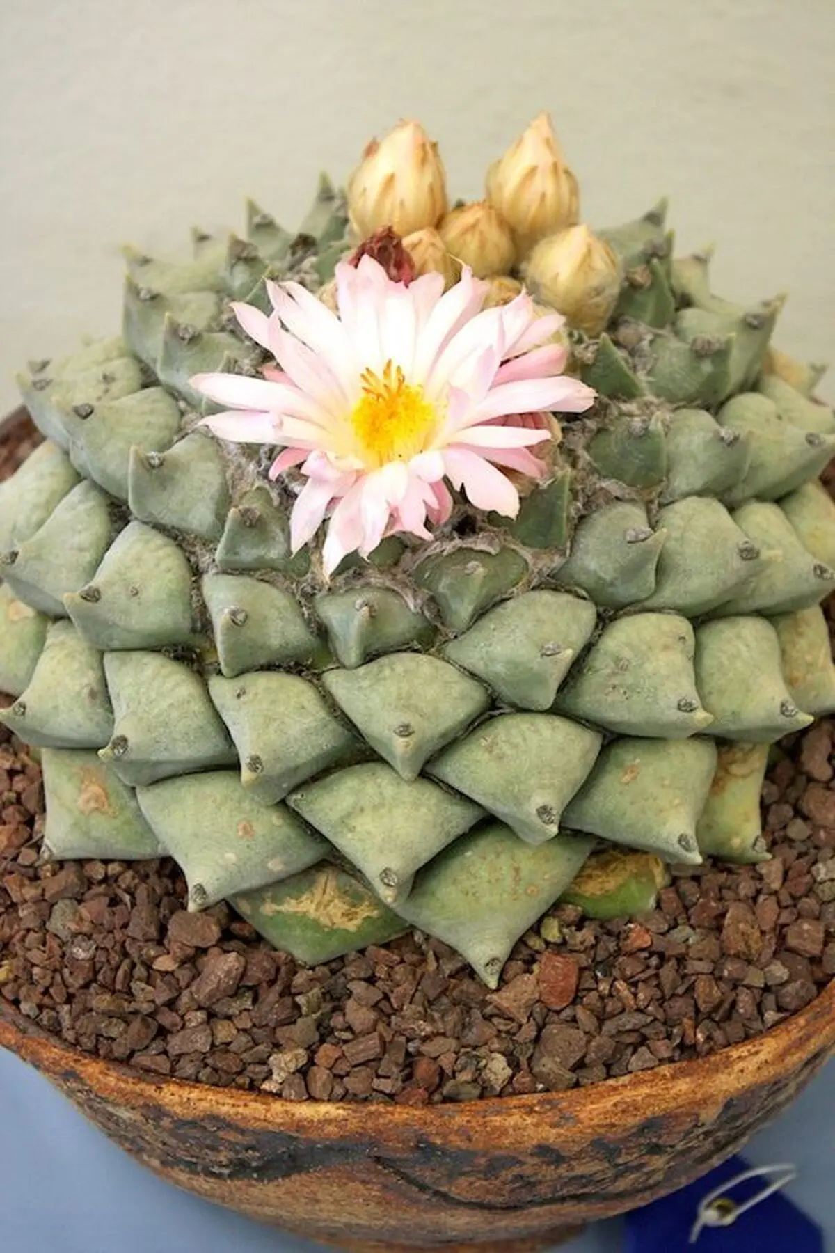 Ariocarpus