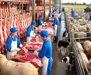 فرآوری گوسفند؛ تو استرالیا هر هفته 5000 گوسفند میکشن به صلابه پوست و گوشتش پول بسازه