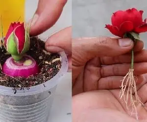 کشاورزی خلاقانه؛ چجوری گل رز رو تکثیر کنیم؟ با پیاز قرمز قلمه بزن عالی میشه