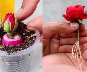 کشاورزی خلاقانه؛ چجوری گل رز رو تکثیر کنیم؟ با پیاز قرمز قلمه بزن عالی میشه