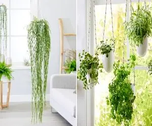 انواع گیاهان آپارتمانی آویز / اینا برات موهاشونو افشون میکنن عین آبشار روان وسط خونه
