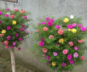 ایده های خلاقانه؛ بطری های پلاستیکی دوغ و نوشابه رو دور نندازیا توش گل بکار محشره