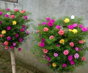 ایده های خلاقانه؛ بطری های پلاستیکی دوغ و نوشابه رو دور نندازیا توش گل بکار محشره