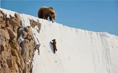 مستند حیات وحش؛ توله خرس چلفتی حریف جاذبه نشد جلو چشم مادرش لیز خورد ته دره