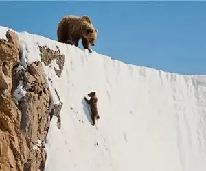 مستند حیات وحش؛ توله خرس چلفتی حریف جاذبه نشد جلو چشم مادرش لیز خورد ته دره