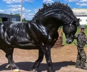 حیوانات غول جثه؛ قدرتمندترین اسب های دنیا که هم زیبا و باوقار هستند و هم خیلی پر زور