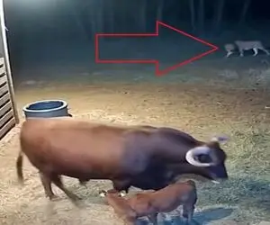 معماری طبیعت؛ شیر غلط اضافه کرد گاو غیرتی شد