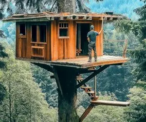 معماری خلاقانه؛ وسط جنگل رو درخت 1000 ساله خونه ساخت خرس نخورتش 1000تا پله داره