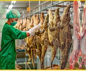 فرآوری کروکودیل؛ تمساح پروار شد پوستشو سالم درمیارن تا بشه کاپشن خودشم فویل پیچ میپزن