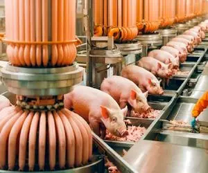 فرآوری خوک؛ خوک حرومی صورتی که از کارواش درومد مثله میکنن واسه پخت استیک