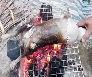 غذای خیابانی؛ خرگوش و میندازه تو آبجوش بعد دو تا قل پشماشو میکنه درسته کبابیش میکنه