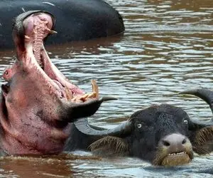 مستند حیات وحش؛ اسب آبی که نمی گذارد بوفالو ها آب بخورن