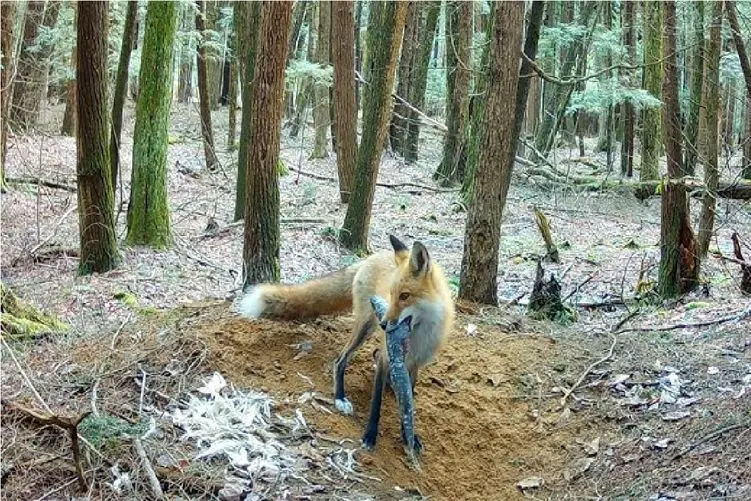 مستند حیات وحش؛ روباه زندگیو از مرغ و ماهی میگیره بده بچه هاش