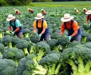 کشاورزی نوین؛ برداشت چند هزار بروکلی در مزارع آمریکا با تجهیزات و ماشینای مدرن