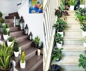 گیاهان مناسب راه پله سرد و بدون نور با شرایط نگهداری آسان / باورت میشه آبم نمیخوان!