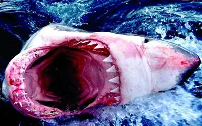 راز بقا؛ اگه شیر سلطان جنگله این وحشی عجیب سلطان اقیانوسه‌