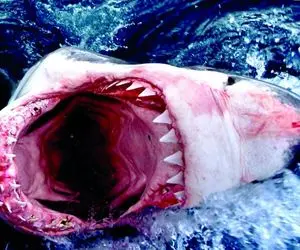 راز بقا؛ اگه شیر سلطان جنگله این وحشی عجیب سلطان اقیانوسه‌