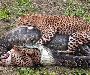 از جذابیت های حیات وحش؛ پلنگ جیگر دار رفت بچه هاش از شکم پیتون غول بکشه بیرون