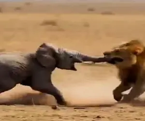 مستند حیات وحش؛ شیر از خرطوم بچه فیل گرفت اذیتش کنه مادرش براش عزا گرفت