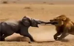 مستند حیات وحش؛ شیر از خرطوم بچه فیل گرفت اذیتش کنه مادرش براش عزا گرفت