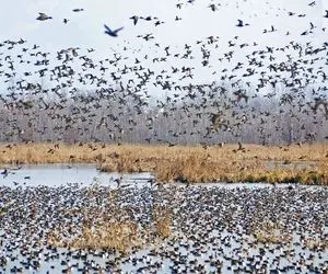 (ویدئو) لیائونینگِ چین میزبان تعداد بیشماری از پرندگان مهاجر 