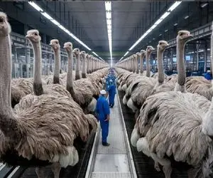 فرآوری شتر مرغ؛ شتر مرغ رو از تخم پرورش می دن تا شده شتر و ازشون میلیونی پول درمیارن