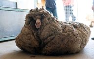 (عکس) گوسفندی عجیب با 35 کیلو پشم!
