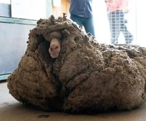 (عکس) گوسفندی عجیب با 35 کیلو پشم!