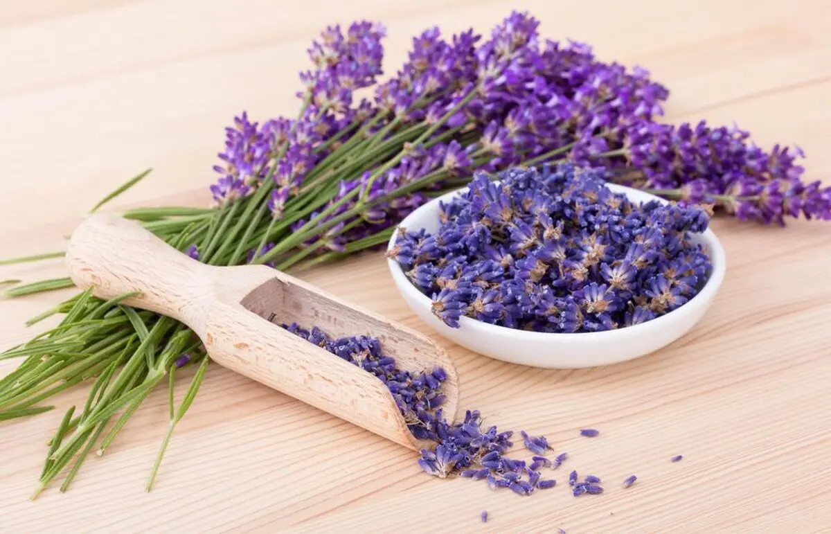 lavender