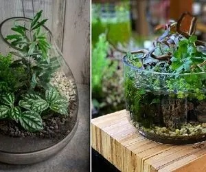 گیاهان آپارتمانی در باغ شیشه ای / پتوس همینجوریش دلبره تو تراریوم رشد کنه چه شود