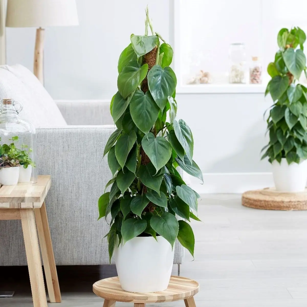 philodendron-4