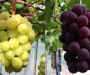 کشاورزی نوین؛ تو ژاپن با تجهیزات بروز انگور کاشتن هر دونش اندازه گردو هر خوشش 10 کیلو