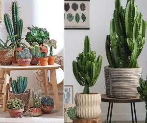 راهنمای نگهداری از کاکتوس / رازهای گلدهی تا نحوه آبیاری و تکثیر