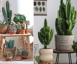 راهنمای نگهداری از کاکتوس / رازهای گلدهی تا نحوه آبیاری و تکثیر