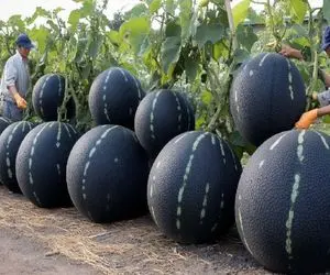 کشاورزی نوین؛ با تجهیزات به روز و سموم نوین هندونه کاشتن سیاه اما شیریرن و آبدار