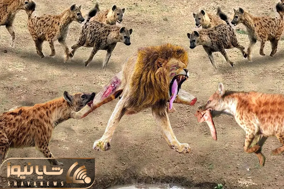 نارام زیان؛ گله شیرهای شرور کفتارهارو دوره کردن اونا هم دست و پای همشونو کندن