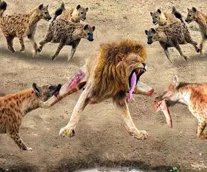 نارام زیان؛ گله شیرهای شرور کفتارهارو دوره کردن اونا هم دست و پای همشونو کندن