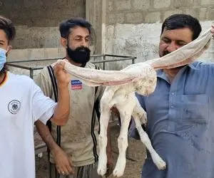 فرآوری بز؛ توی پاکستان بز ناز نازی پرورش دادن هر گوشش اندازه خرطوم فیل درازه