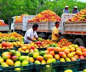 کشاورزی نوین؛ تو استرالیا چند 1000 تن انبه رو با تجهیزات مدرن کاشتن حرص کردنو ببین