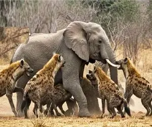 مستند حیات وحش؛ فیل ددمنش برای نجات جونش کفتارهای بدسگال له میکنه