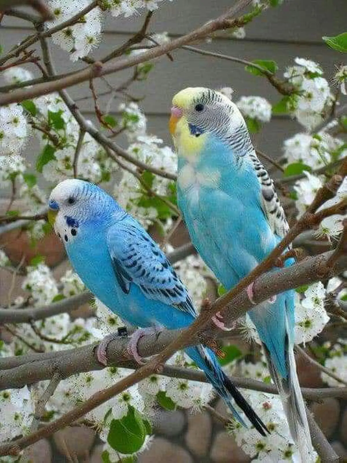 مرغ-عشق-و-عروس-هلندی