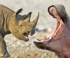 جذابیت حیات وحش؛ وقتی اسب آبی بدسگال میخواد با یه غرش گلوی کرگدن غول تشن رو جر بده