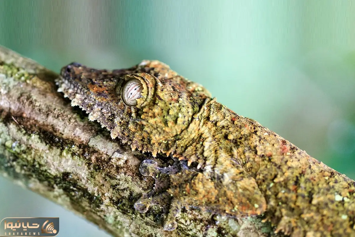 دیدنی راز بقا؛ حیواناتی که در آن واحد جلوی چشمات تبدیل به یک حیوان دیگر می‌شوند 