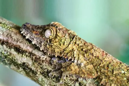 دیدنی راز بقا؛ حیواناتی که در آن واحد جلوی چشمات تبدیل به یک حیوان دیگر می‌شوند 