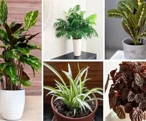 گیاهان آپارتمانی که نور نمی خواهند / مخصوص خونه ای که محض رضای خدا یه ذره نورم نداره