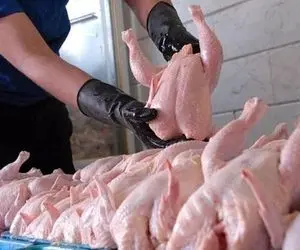  کاهش قیمت مرغ در راه است؟