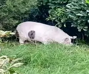 بازی فکری؛ از هر 100000 نفر فقط 1 نفر تونسته تشخیص بده این تصویر چه حیوونیه