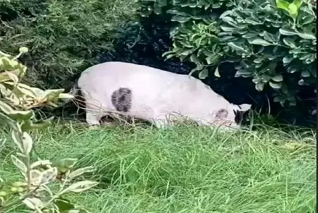 بازی فکری؛ از هر 100000 نفر فقط 1 نفر تونسته تشخیص بده این تصویر چه حیوونیه