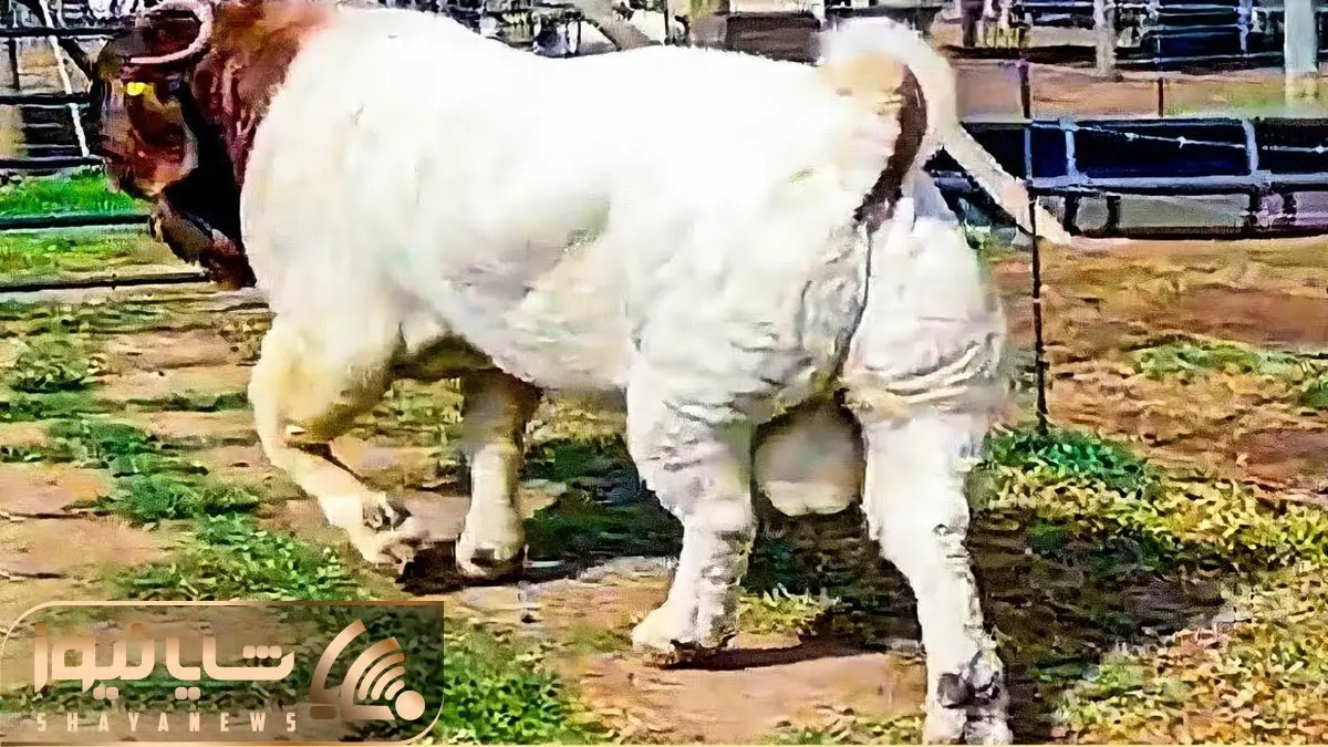 حیوانات غول جثه؛ ببینید این بزها چه غیرعادی بزرگ هستند و بعضی هاشون اندازه گاون